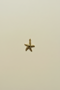Starfish Charm